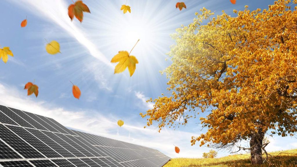 factors-to-consider-when-installing-solar-panels-near-trees